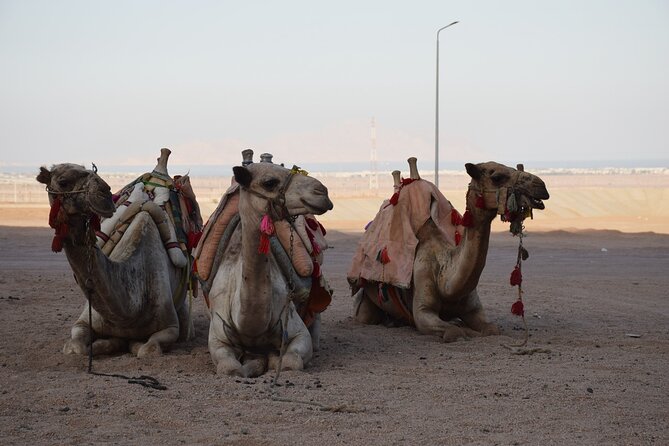 Safari Quad Bike Adventure, Camel, Show, Dinner & Stargazing - What $48 buys you