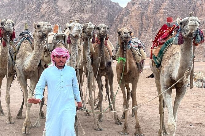 Safari Quad Bike Adventure, Camel, Show, Dinner & Stargazing - From Sharm el Sheikh to the quad station