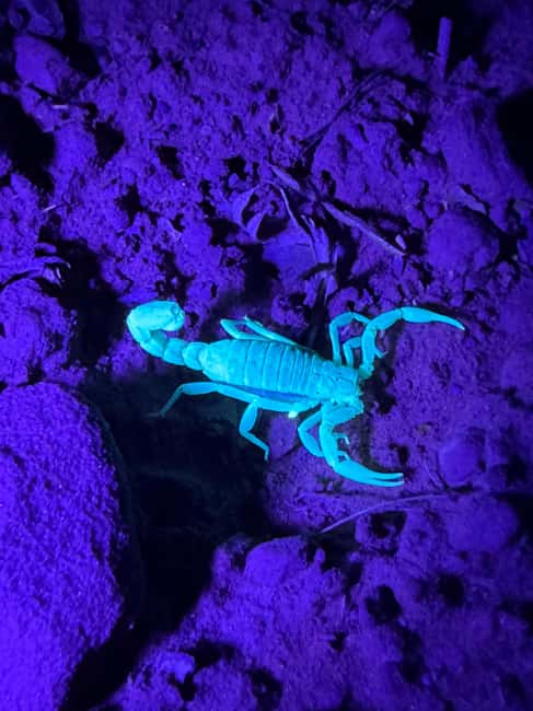Sedona Night Hike and Stargazing Tour - Why a Sedona night hike feels different