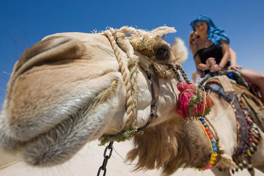 Sharm El-Sheikh: Camel Riding, Stargazing, BBQ Dinner & Show - Key points to know before booking