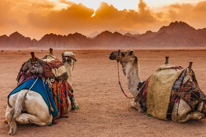 Star Gazing Safari Tour by ATV Quad and Dinner in Sharm El Sheikh - Stargazing after dark: the strongest reason to book