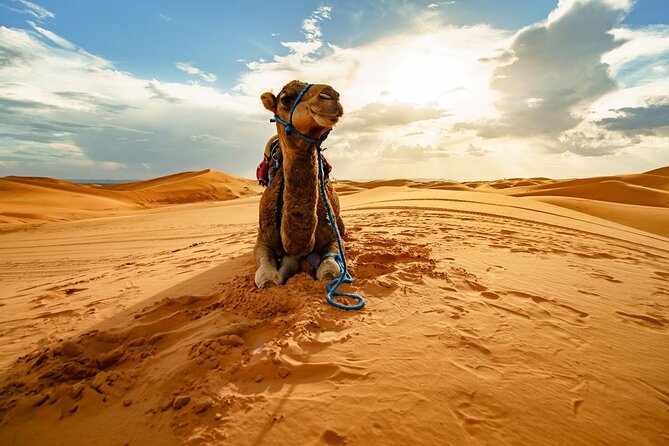 Star Gazing Safari Tour by ATV Quad and Dinner in Sharm El Sheikh - Practical advice before you reserve