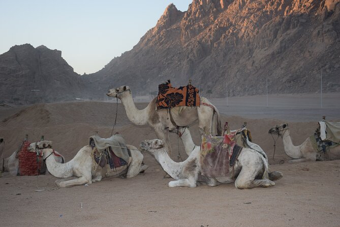 Star Gazing Safari tour By ATV Quad, Bedouin Dinner, telescope - Sharm El Sheikh - Who should book this evening