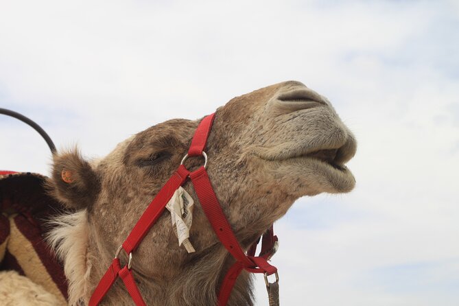 Stargazing and camel ride in the agafay desert - Key points to know before you book