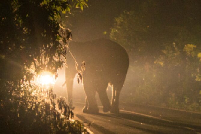 Stargazing and Moonlight Experience - A different side of Victoria Falls after dark