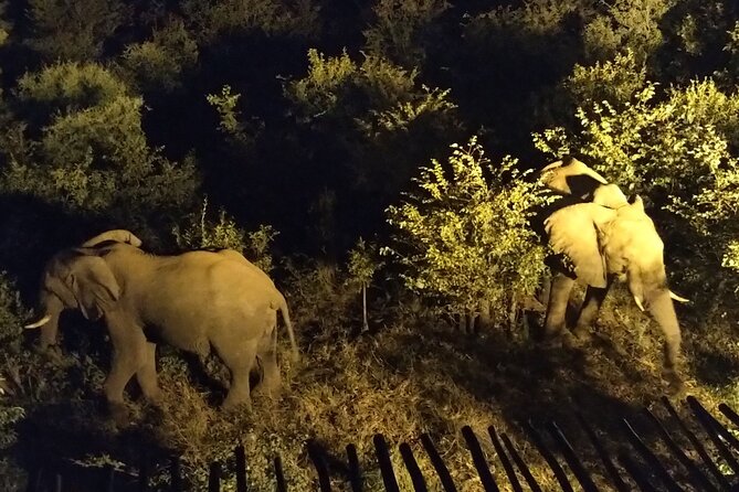 Stargazing and Moonlight Experience - Wildlife sightings are a bonus, not the main contract