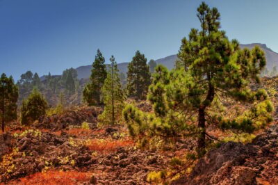 Teide: Guided Sunset & Stargazing Tour by Night with Dinner