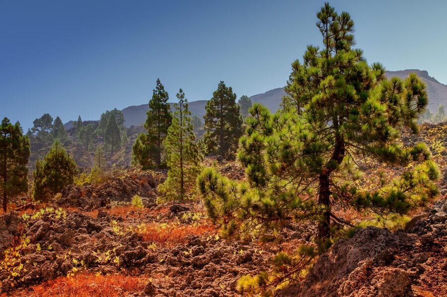 Teide: Guided Sunset & Stargazing Tour by Night with Dinner - Coffee and a pause in a mountain village