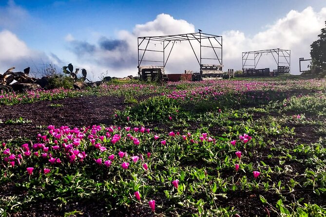 Tenerife Exclusive & Private Gastronomic, Sunset-Stargazing - Two hours with planets, constellations, and galaxies