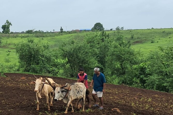 Tour De Small Town Maharashtra Nature Trekking and Star Gazing - Tree planting and farm activities