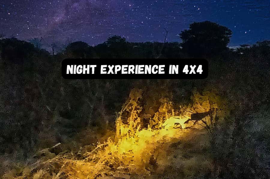 Victoria Falls: Bush Experience and Stargazing D-F-ES-GB - Why a night safari adds something different to Victoria Falls