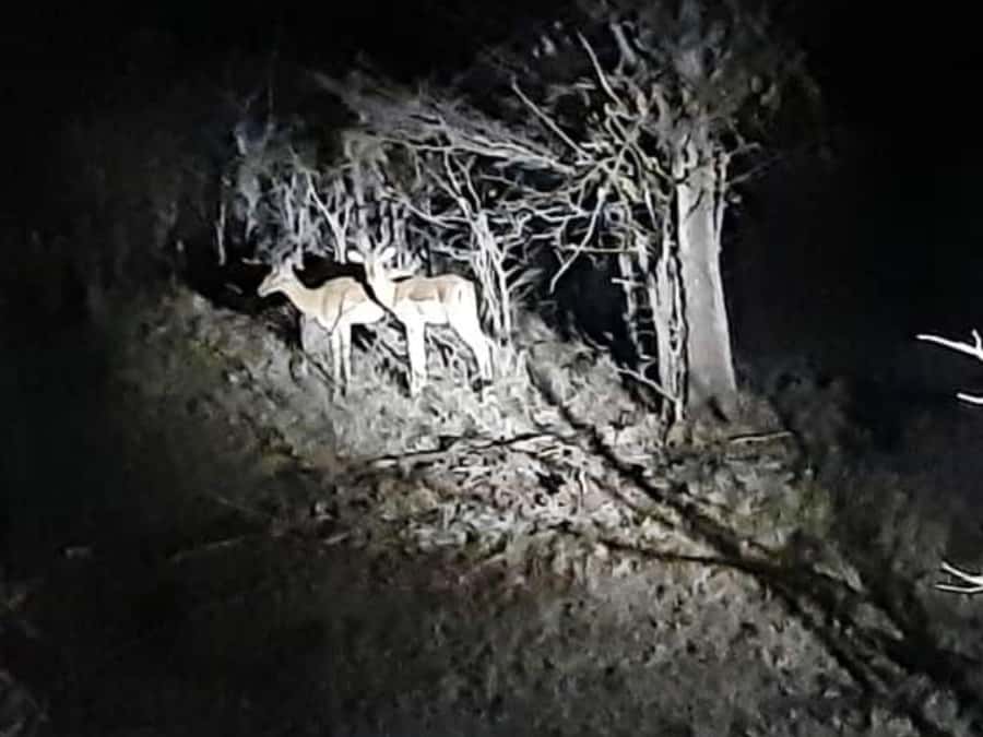 Victoria Falls: Bush Experience and Stargazing D-F-ES-GB - The guide, language choices, and group size
