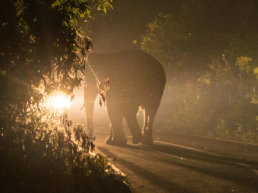 Victoria Falls: Bush Experience and Stargazing D-F-ES-GB - Practical tips for making the most of the evening